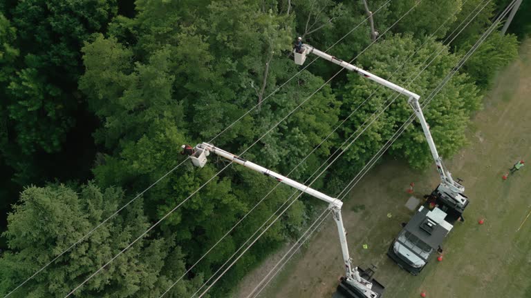 Best Weed Control  in Eatons Neck, NY